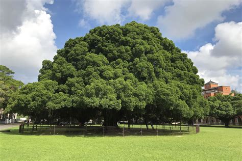 榕樹聚陰|榕樹招鬼還是辟邪 榕樹陰氣重容易聚陰招鬼的說法